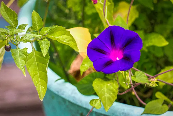 Morning Glory Image