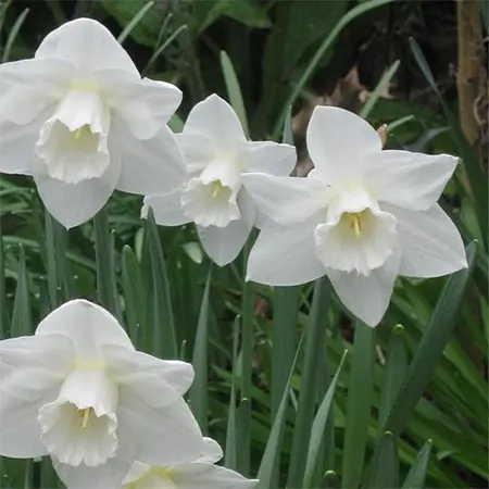 Narcissus Image