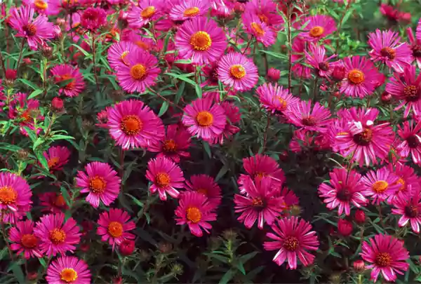 New England Aster Image