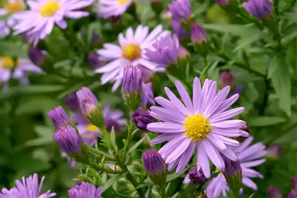 New York Aster Image