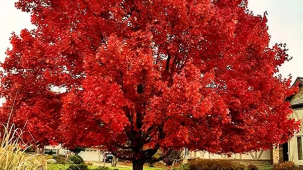 October Glory Image