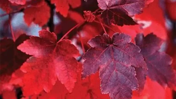 October Glory Image