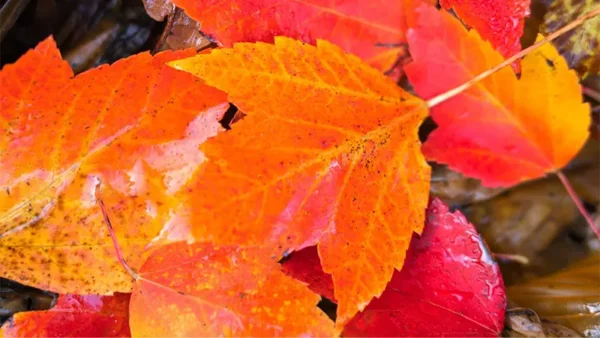 October Glory Image