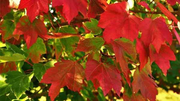October Glory Image