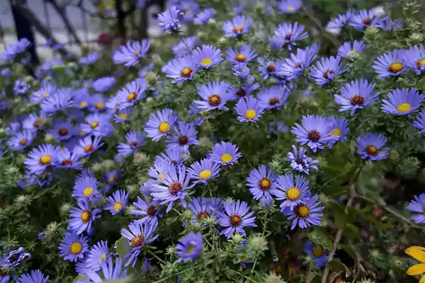October Skies Aster