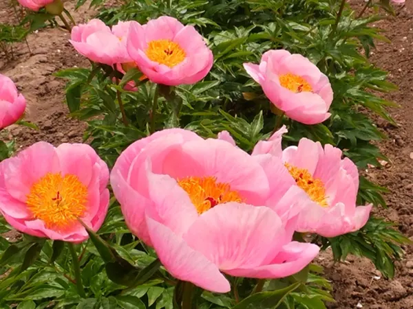 Peony Image