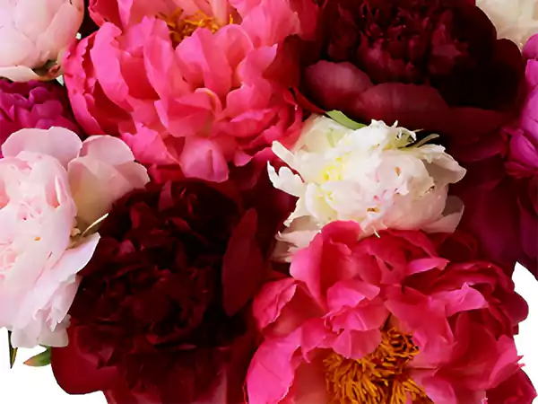 Peony Imagess