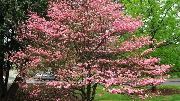 Pink Dogwood Tree