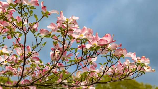 Pink Dogwood Tree