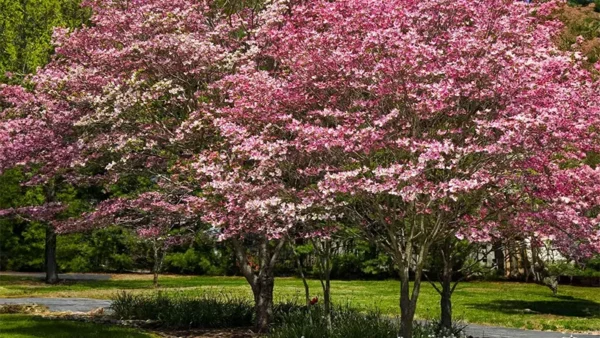 Pink Dogwood Tree