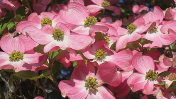 Pink Dogwood Tree
