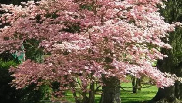 Pink Dogwood Tree
