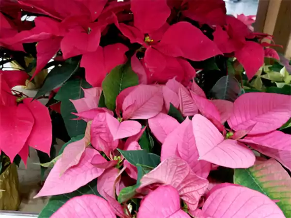 Poinsettia Flower