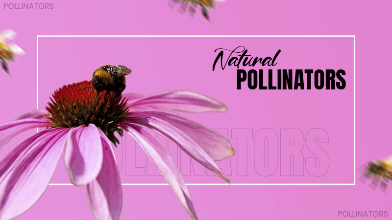 Pollinators