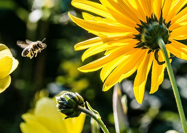 Pollinators