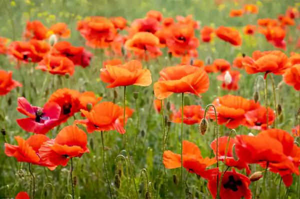Poppy Image