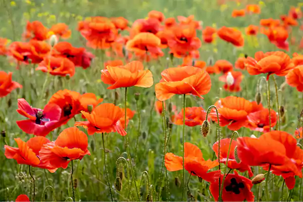 Poppy Images