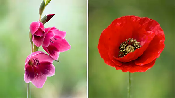 Poppy and Gladiolus