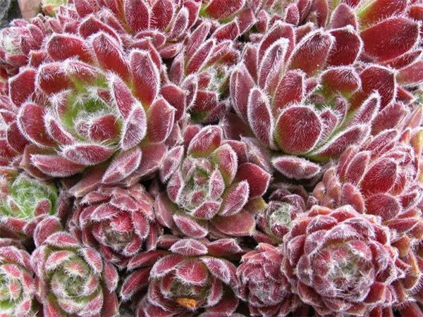 Raspberry Ice Image