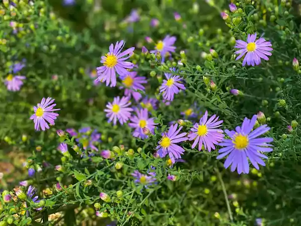 Smooth Aster Image