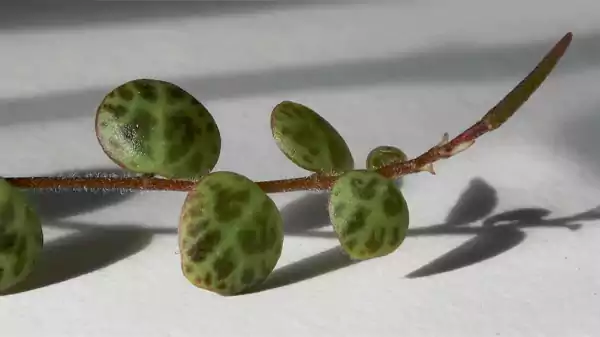 String of Turtle Image