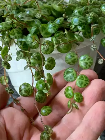 String of Turtles Image