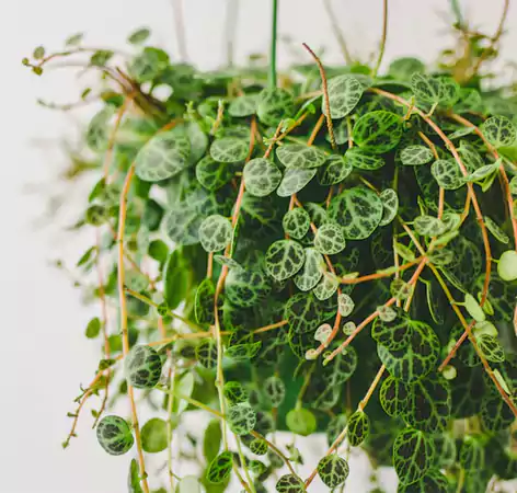 String of Turtles