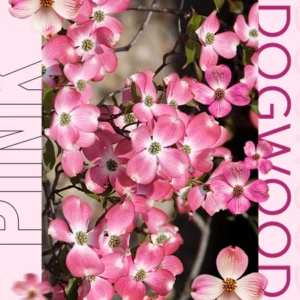 Tree Pink Dogwood