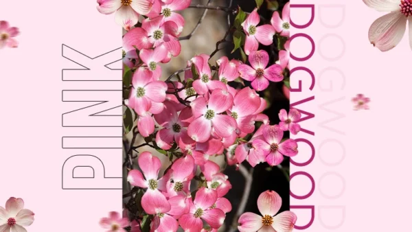Tree Pink Dogwood
