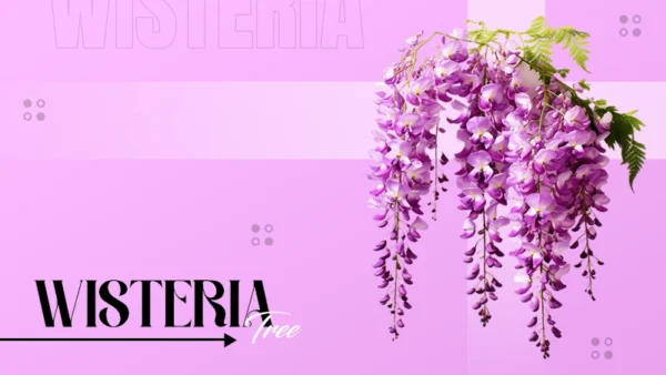 Wisteria Tree
