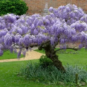 Wisteria Tree Image