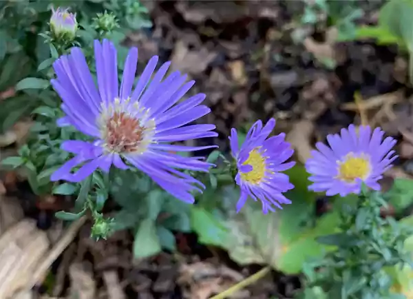 Woods Blue Aster