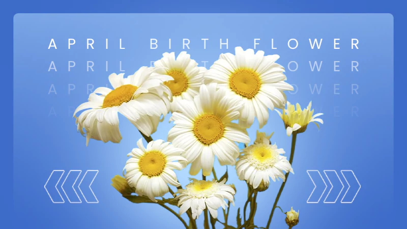 april birth flower