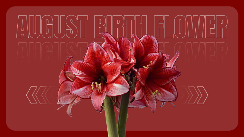 august Birth Flower