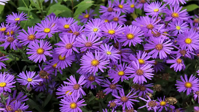 d-Aster Flower