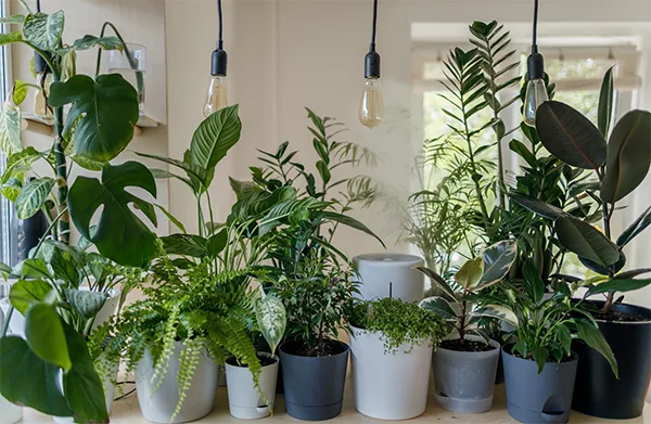 d-Boost Indoor Air Quality