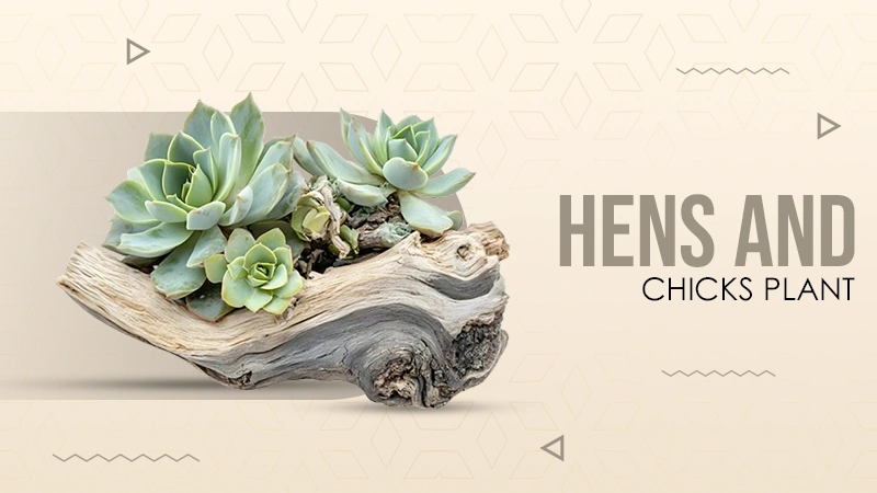 hens and chicks plant