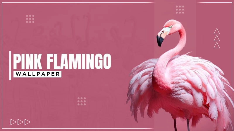 pink flamingo wallpaper