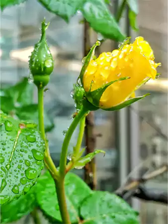 A Blooming Yellow Rose