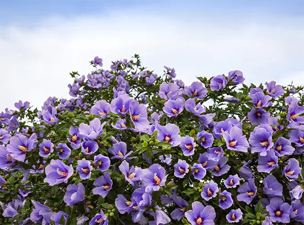 A Hardy Purple Rose Of Sharon Bush