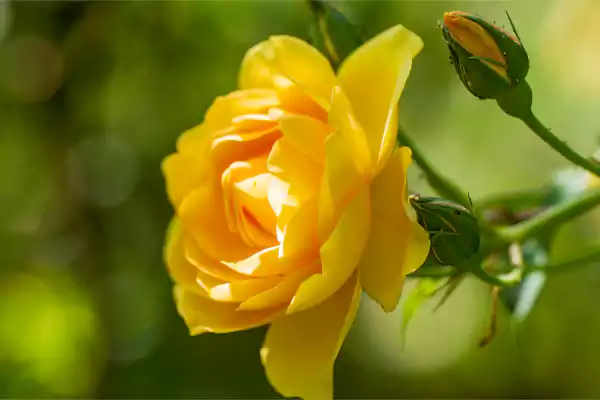 A Vibrant Yellow Rose
