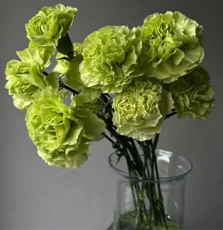 A bunch of green carnations