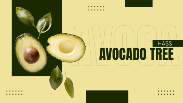 AVACADO