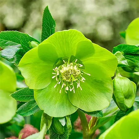 Apple green coloured Hellebore