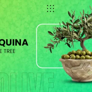Arbequina Olive Tree