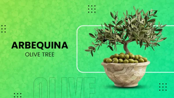Arbequina Olive Tree