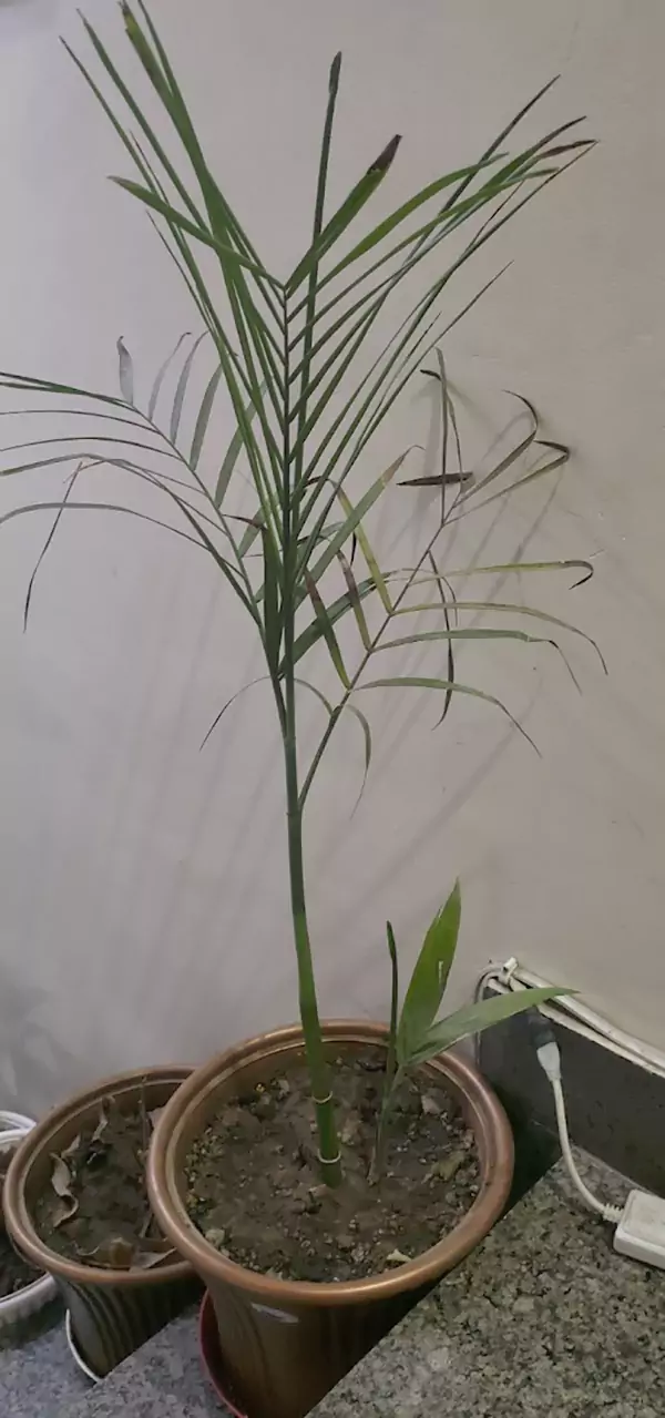 Areka Houseplant Image