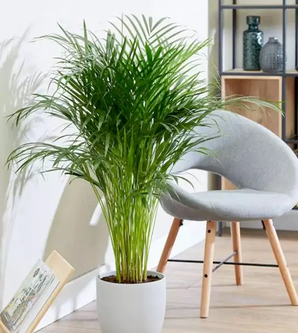 Areka Houseplant Images