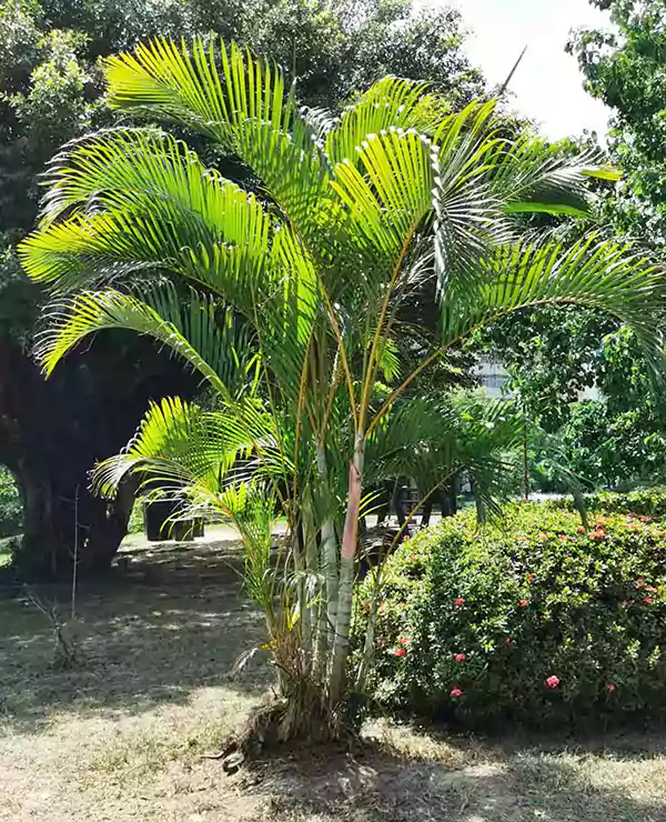 Areka Plant Images