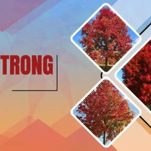 Armstrong Maple